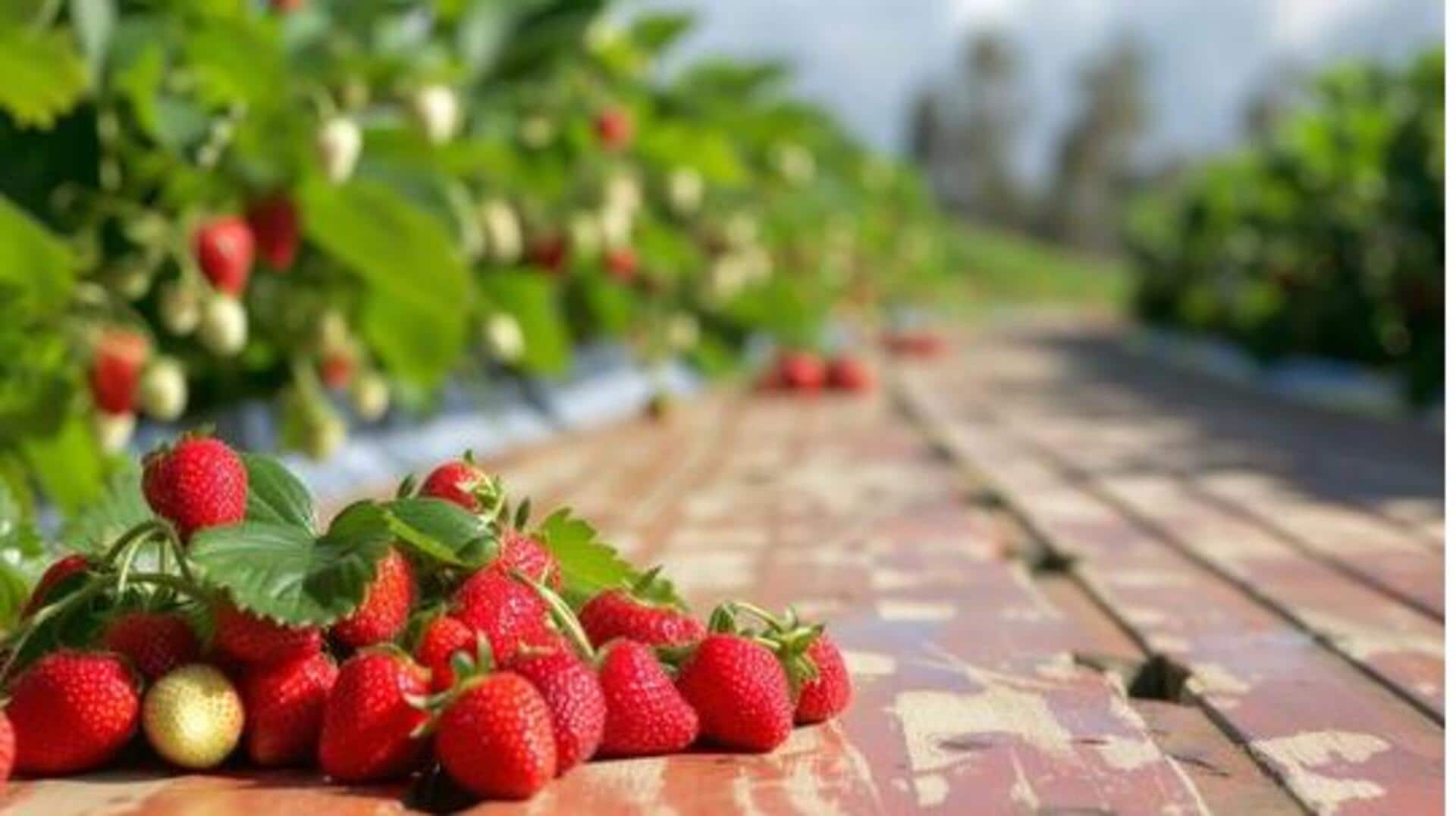 How to grow strawberries on your balcony
