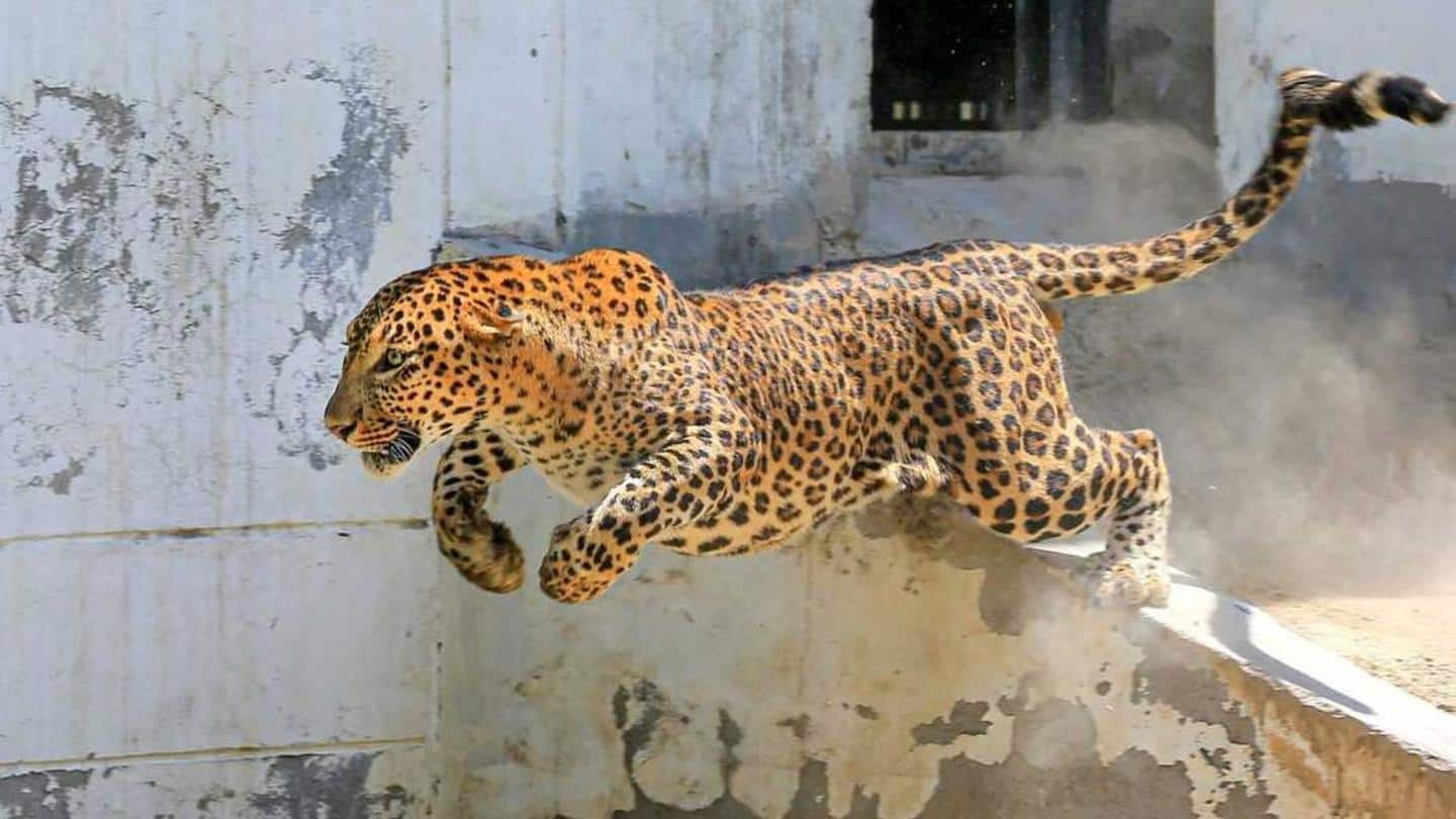 Gujarat: Minor girl killed in leopard attack in Amreli