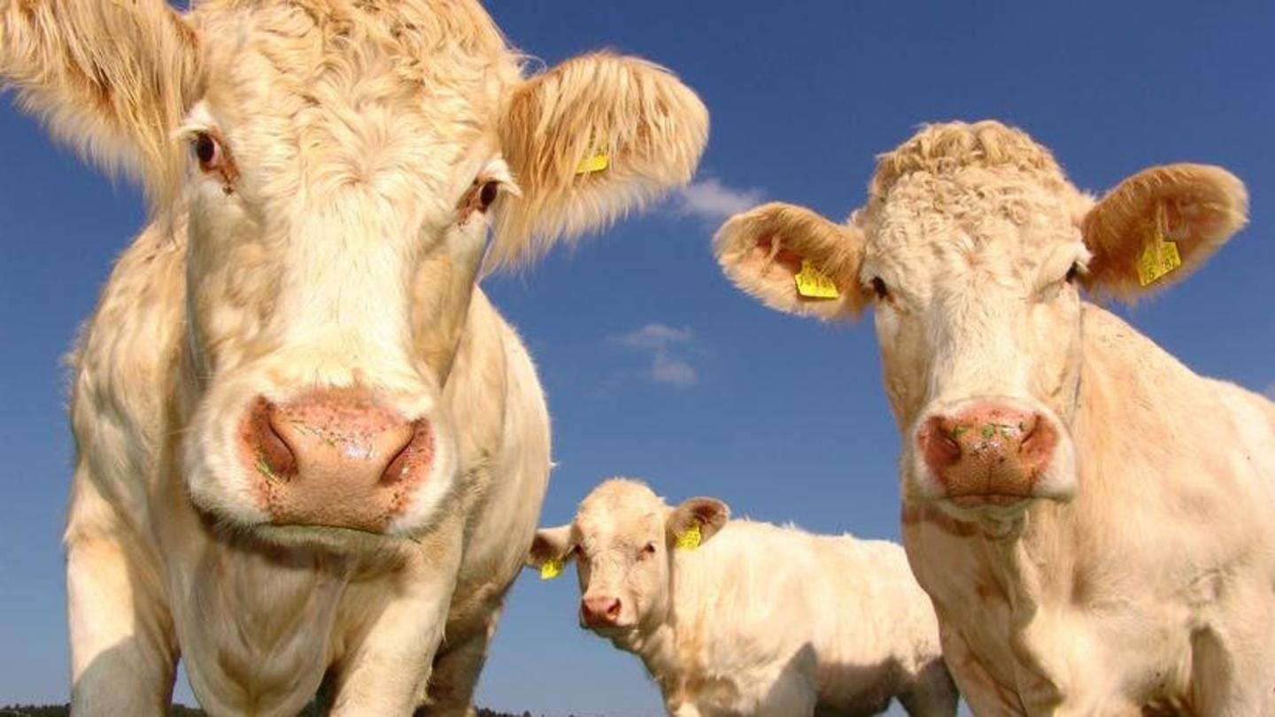 How does it protect animal rights? How does it protect animal rights?