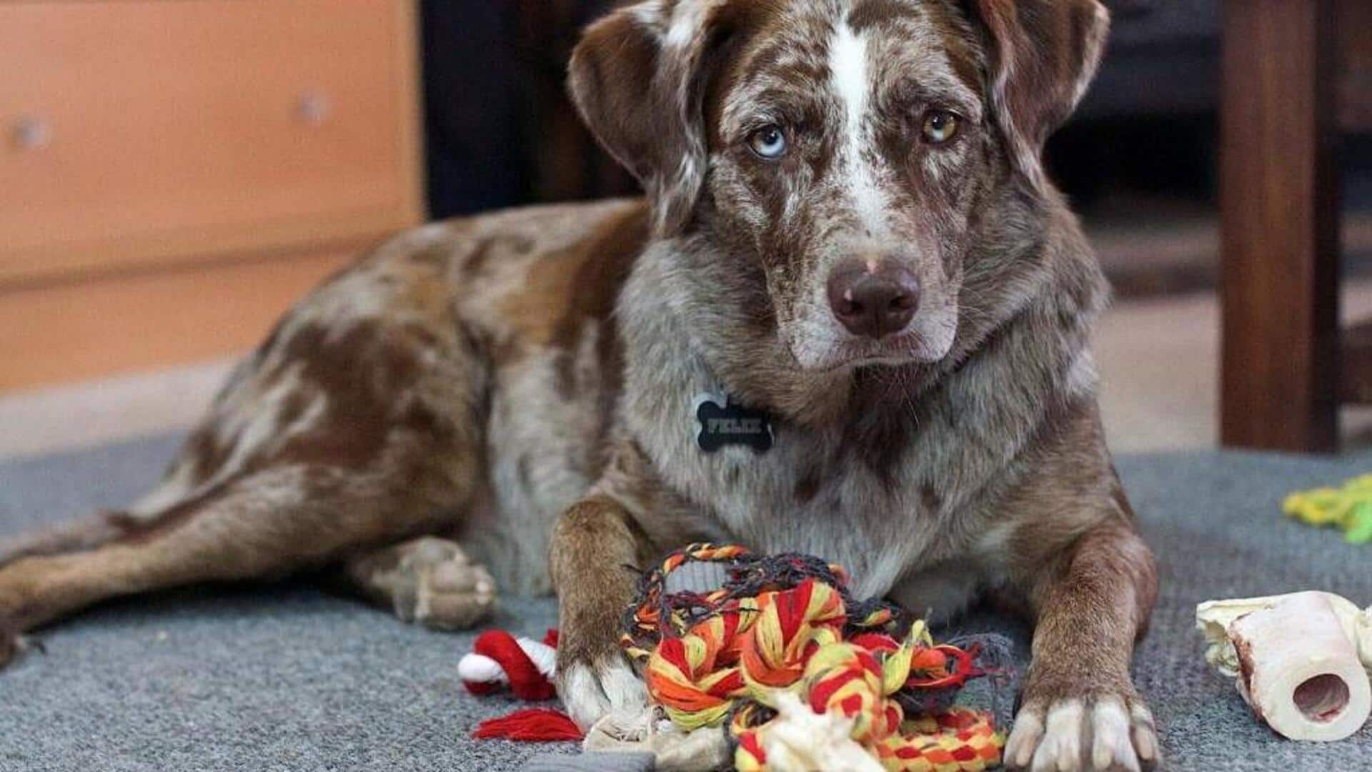 Make toys for your dogs at home. It's super easy! Make toys for your dogs at home. It's super easy!