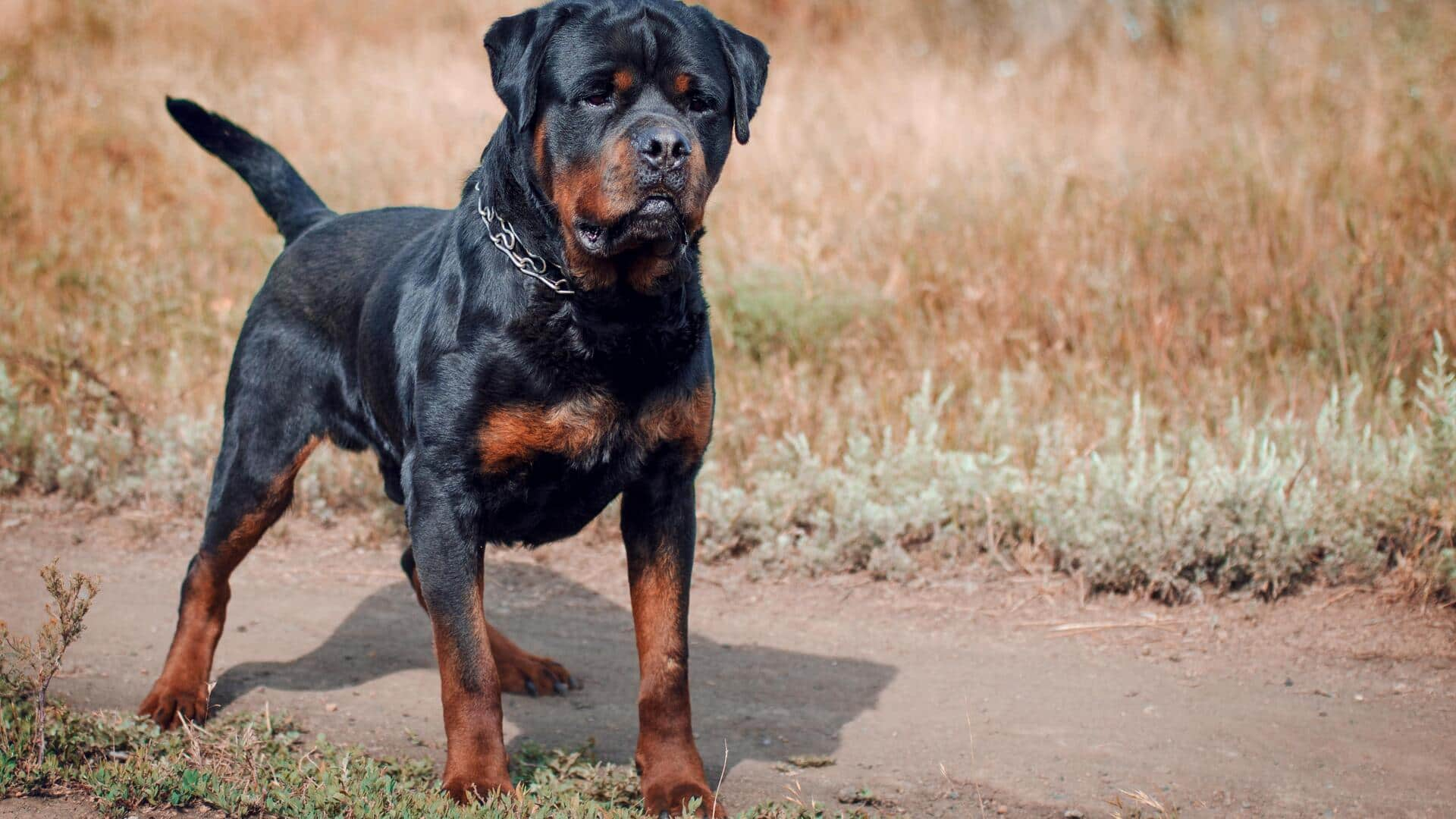 Build confidence in your Rottweiler dog with these tips