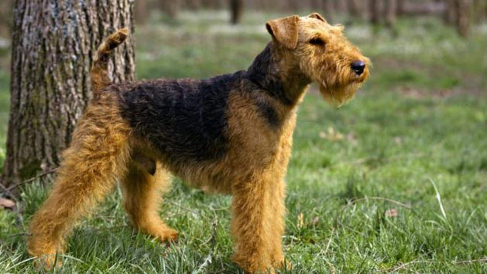 Prevent allergies in your Welsh Terrier with these diet tips