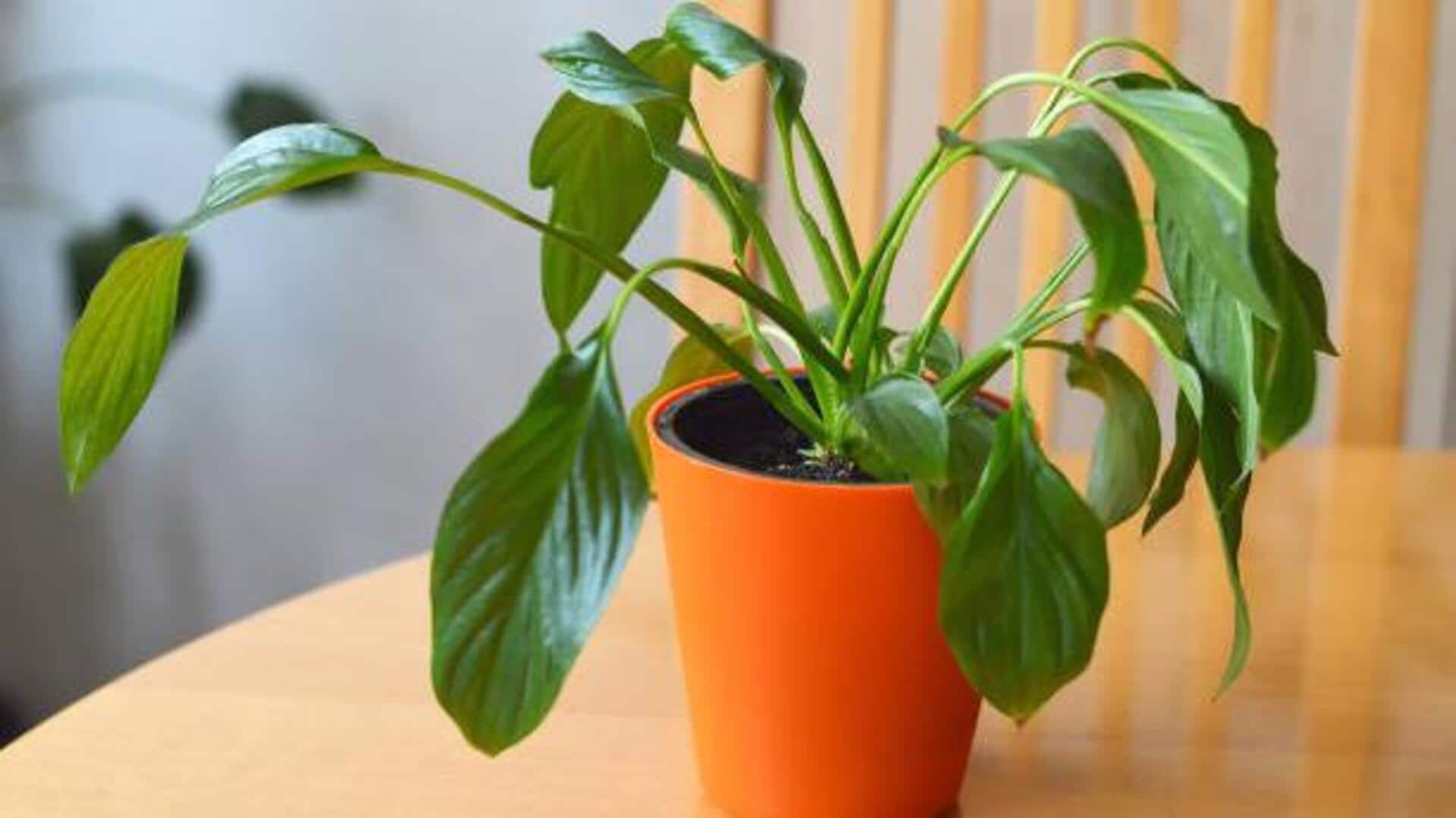 How to revive drooping plants How to revive drooping plants