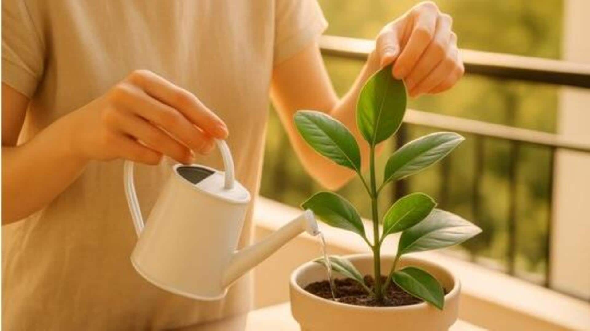 How coffee grounds can boost plant growth 