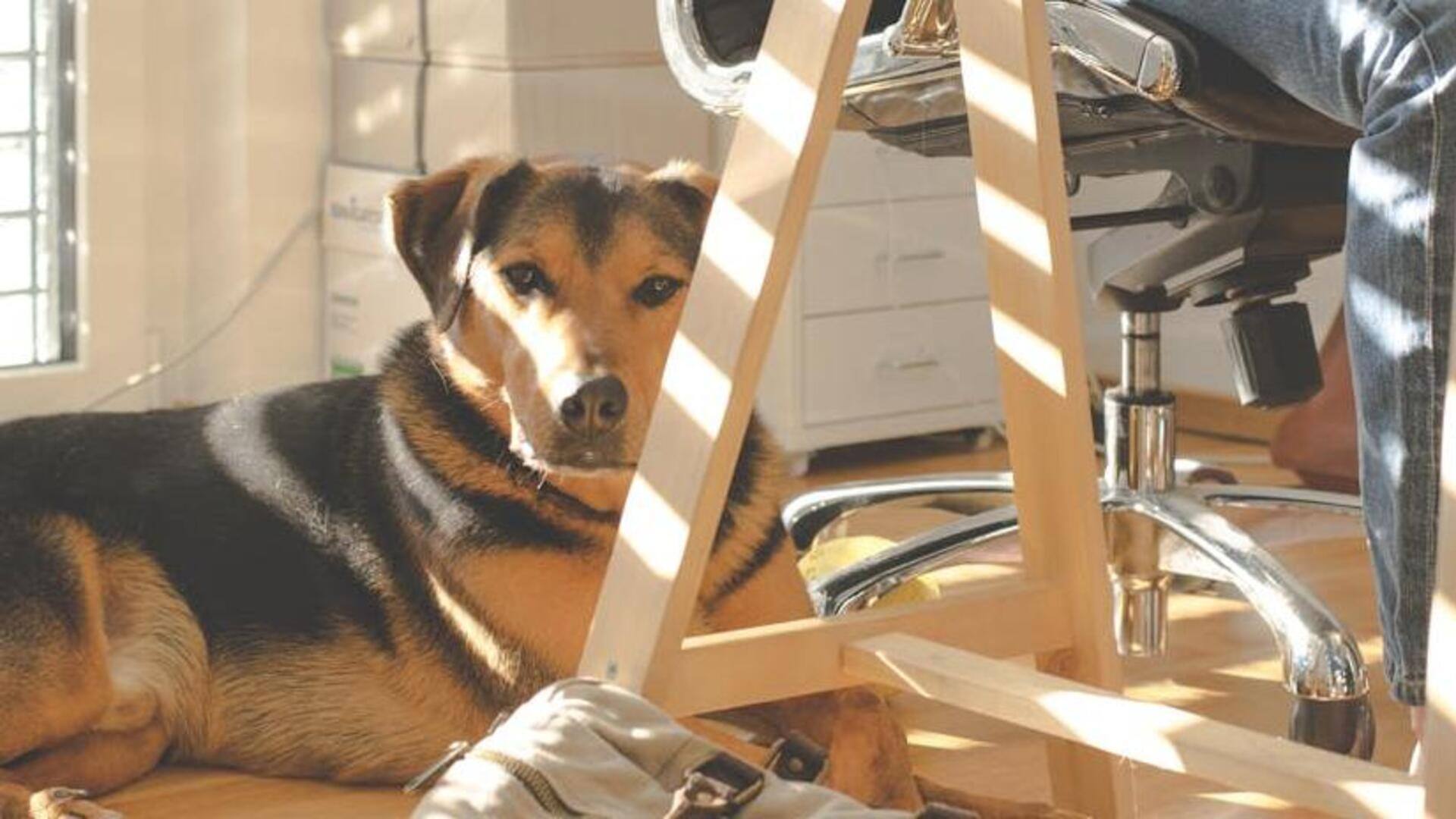 Use colors to make calming spaces for your dog Use colors to make calming spaces for your dog