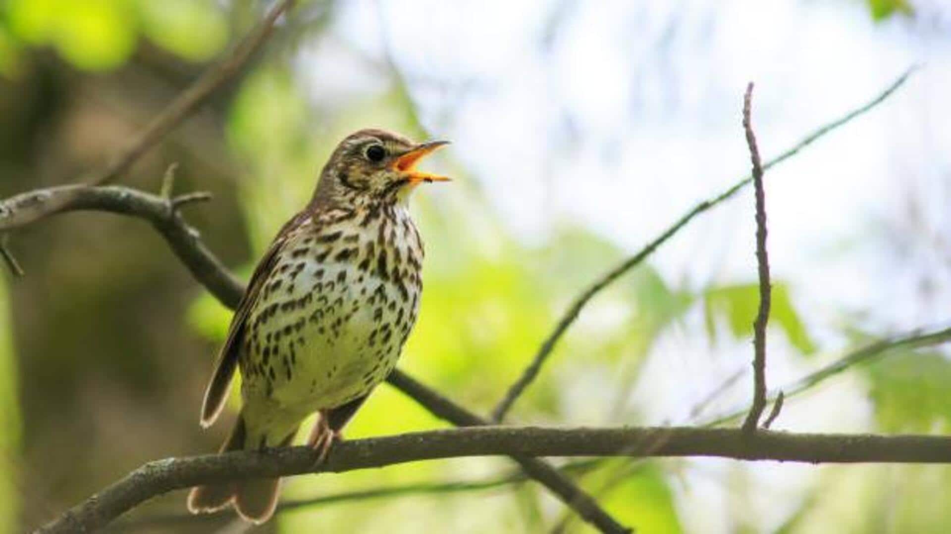 Why you should listen to nature sounds Why you should listen to nature sounds
