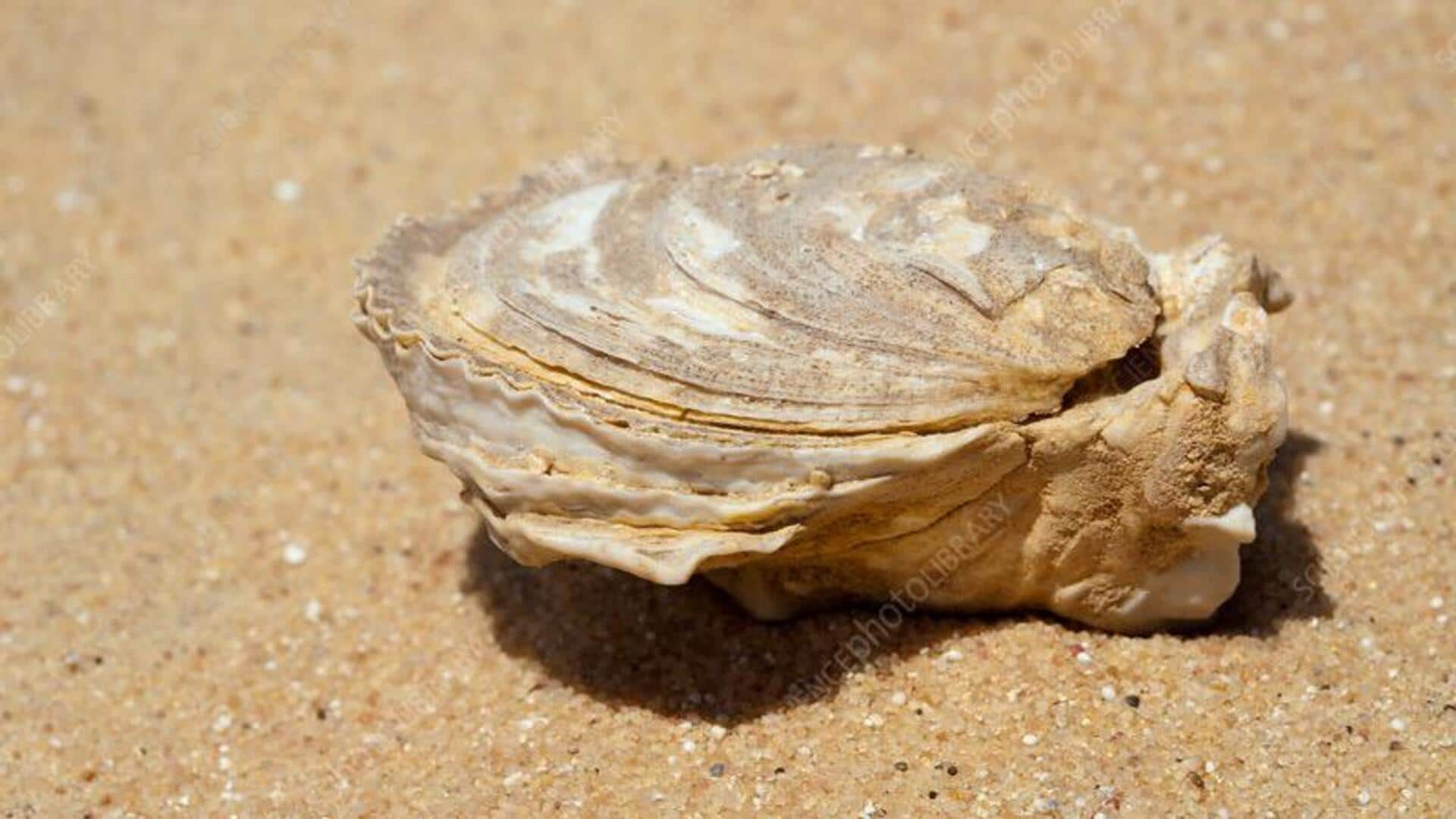 Desert fossil hunting: Tips, tricks, and must-knows Desert fossil hunting: Tips, tricks, and must-knows
