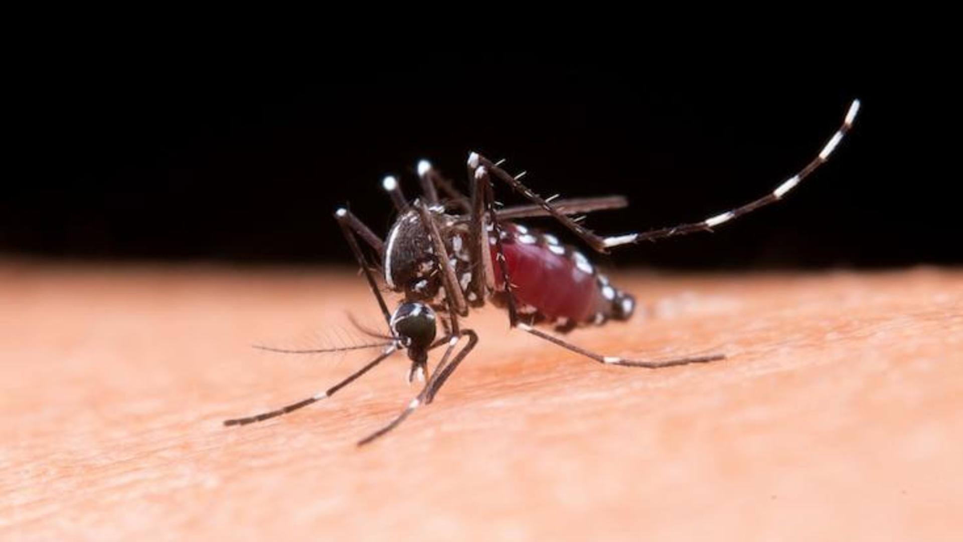 West Nile virus: Know about symptoms, fatality rate, and treatment