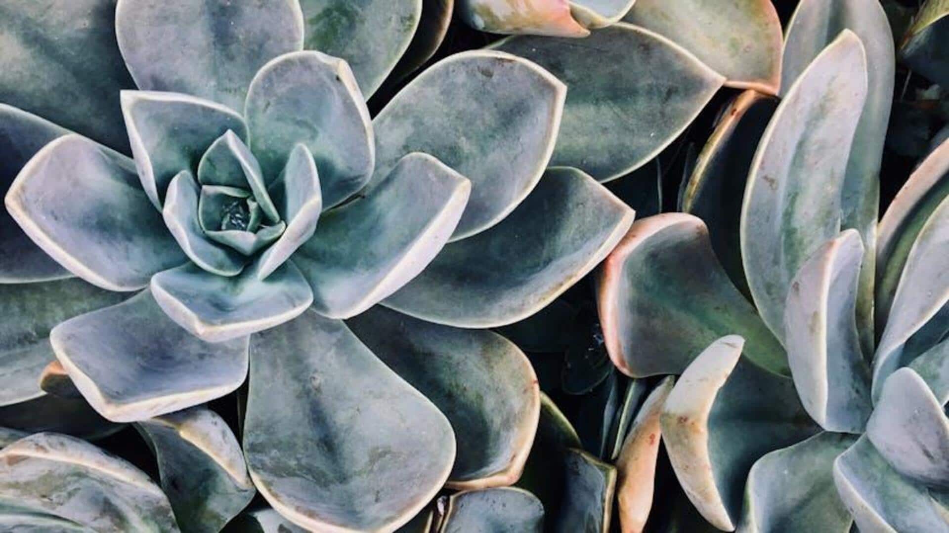 How to propagate succulents at home How to propagate succulents at home