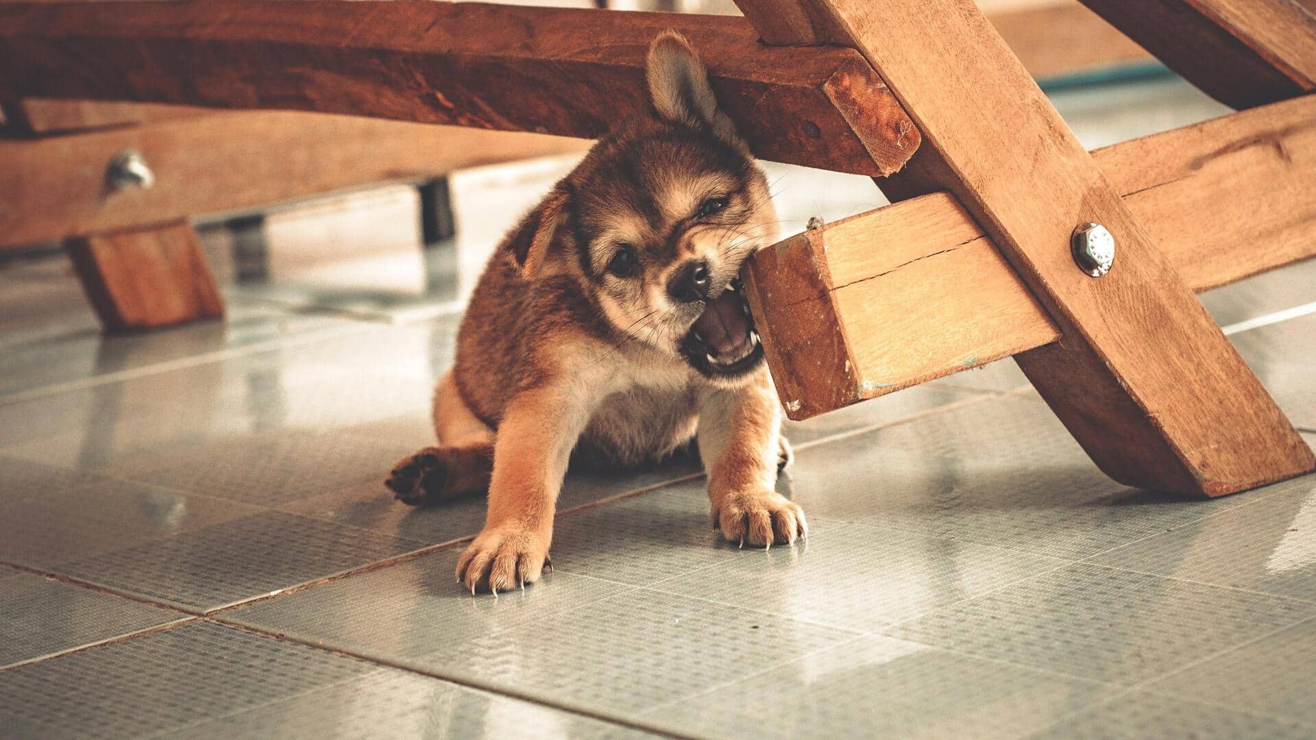 Keep your furniture safe from your dog's chewing