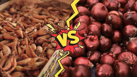 Shallots vs Onions - What is the Difference? and How to Use Them