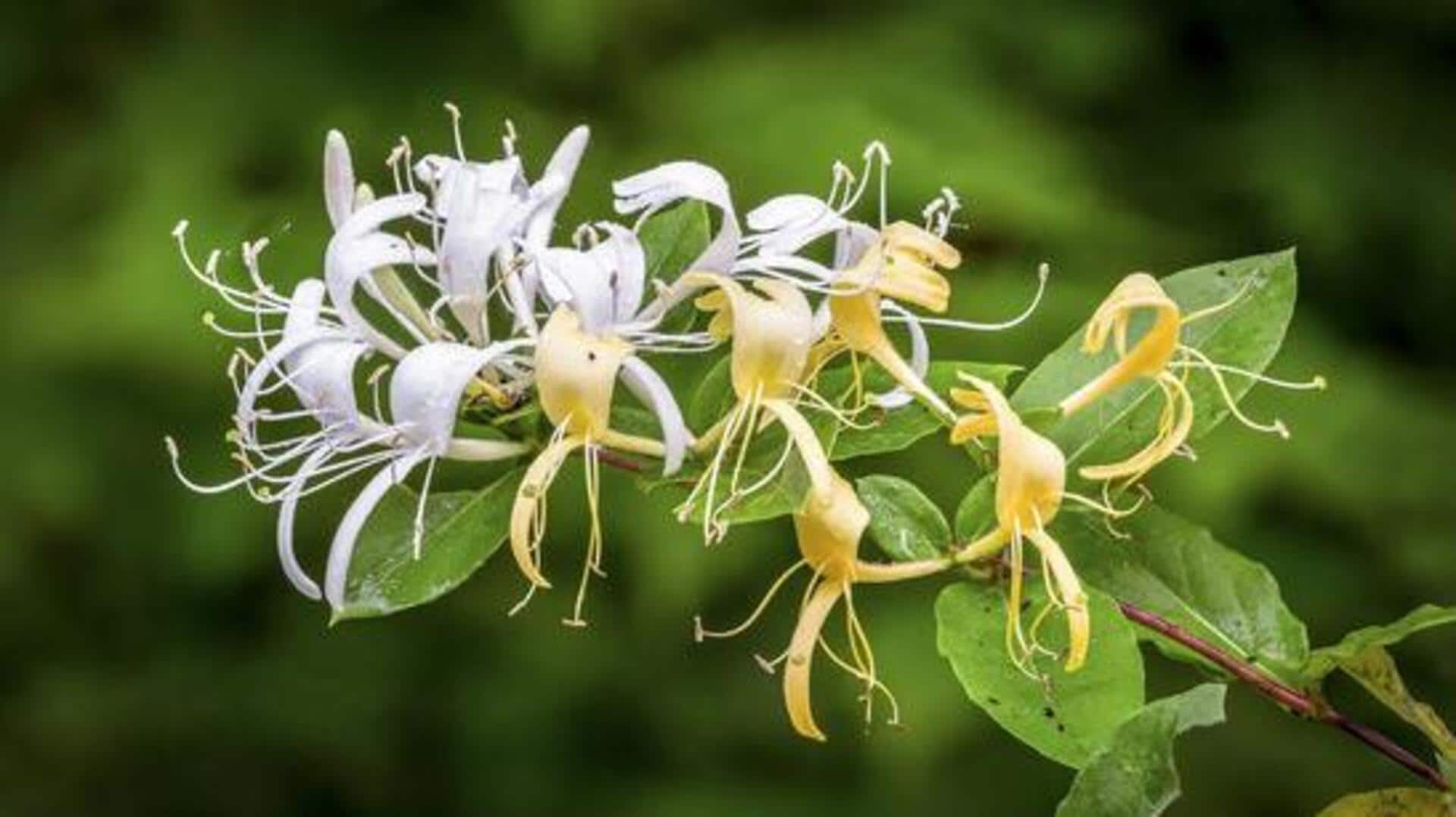 From syrup to pastries: 5 ways to bake with honeysuckle 