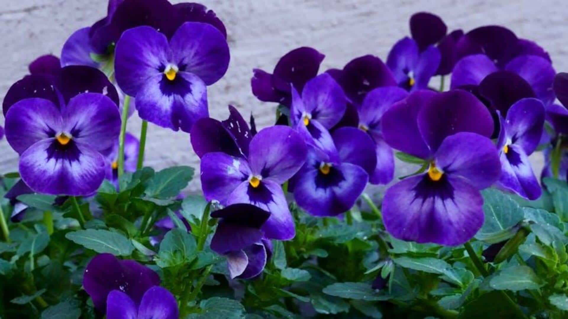 How to care for violets: Tips for healthy flowers How to care for violets: Tips for healthy flowers