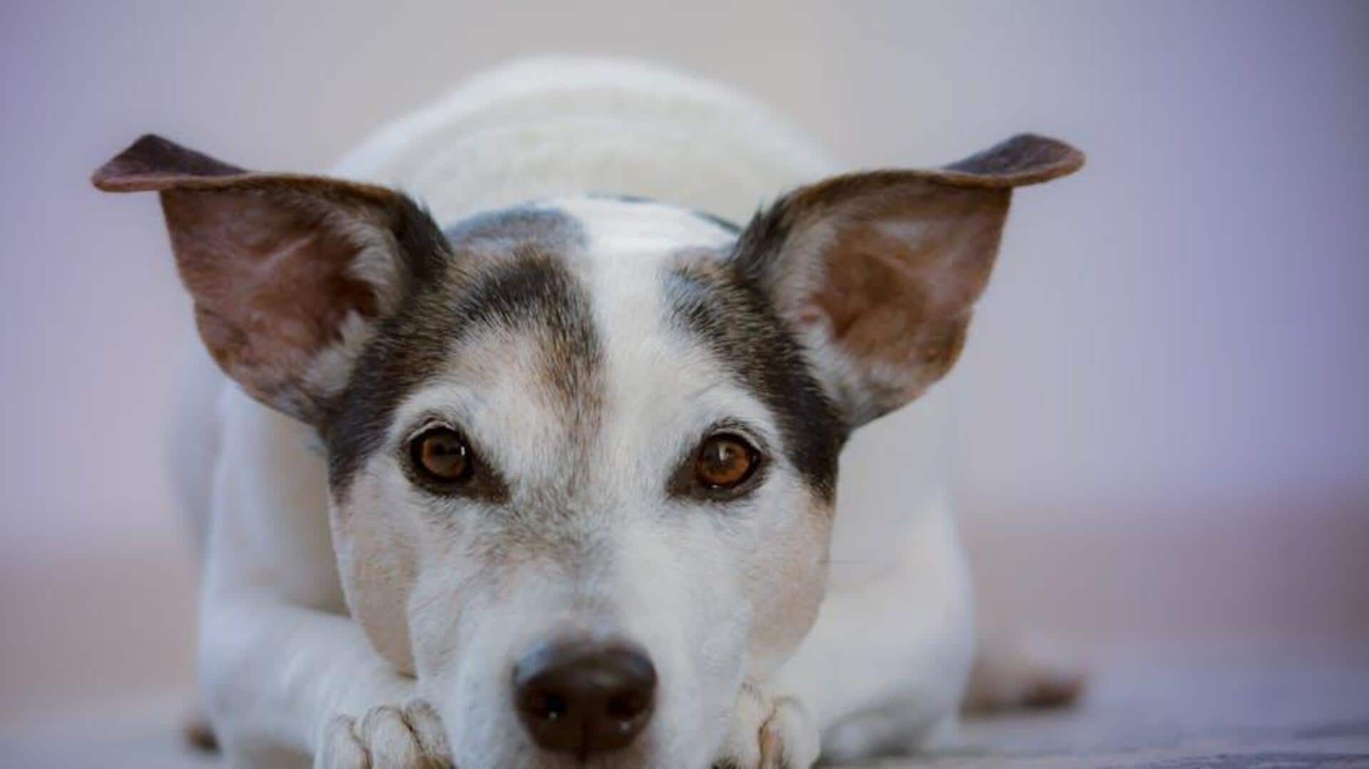 Dog dental care: 5 tips every pet parent should know