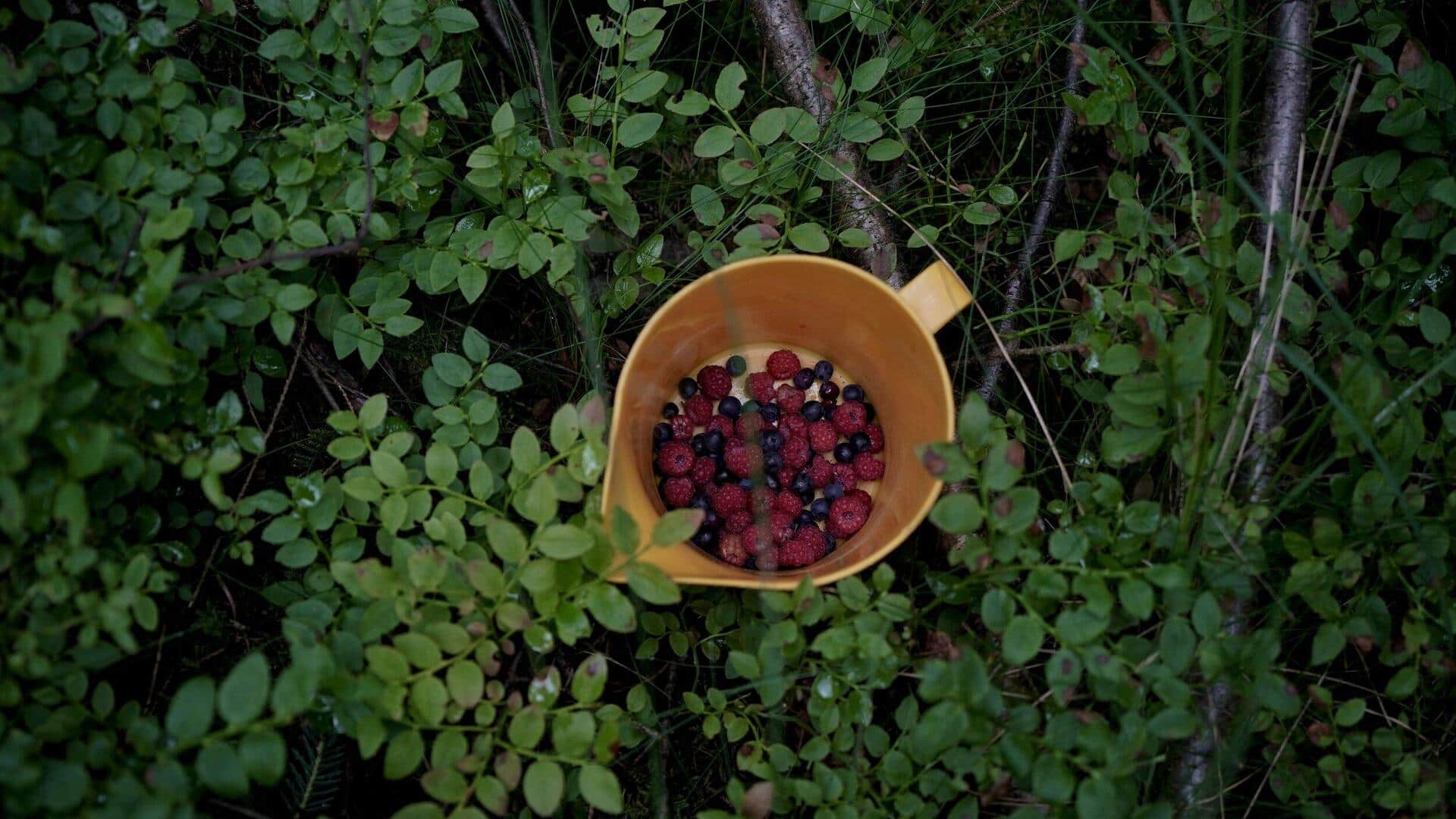For an offbeat vacay, choose berry foraging in Sweden