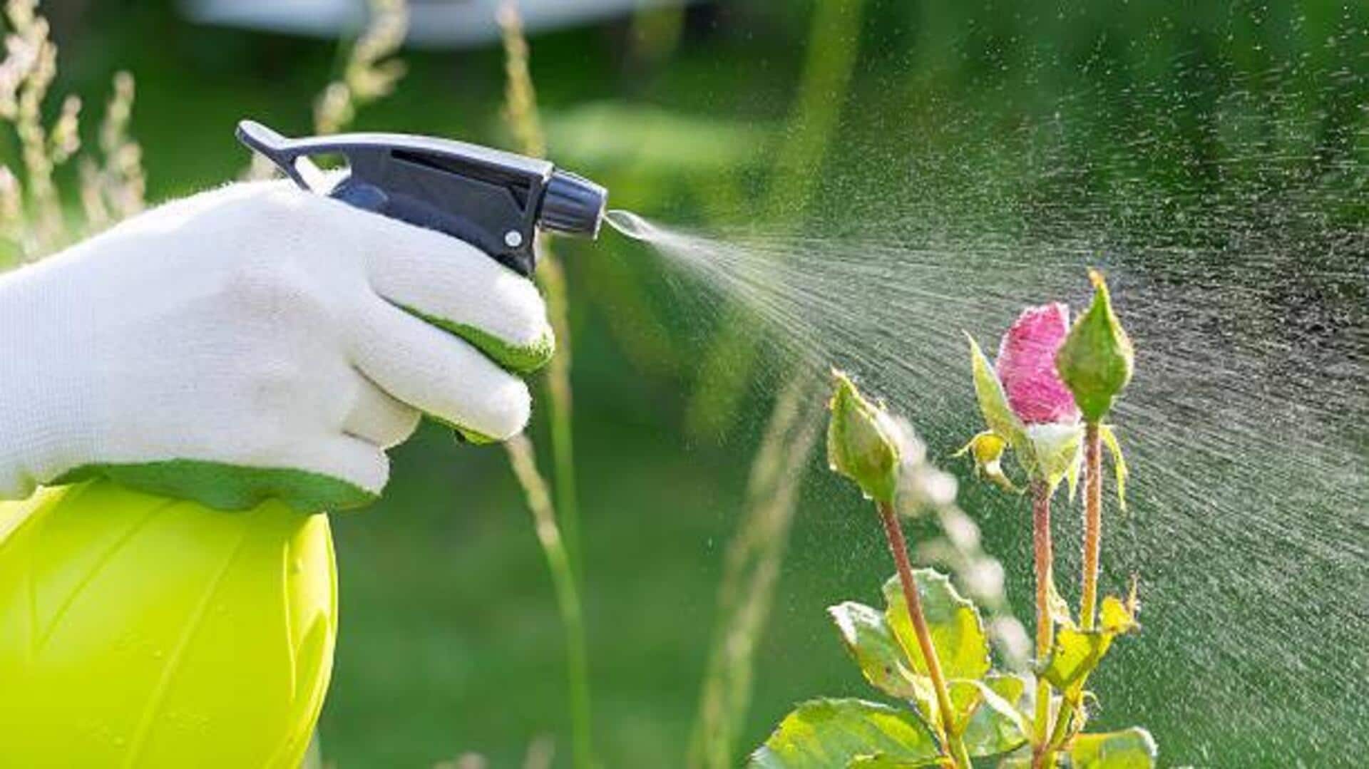 Olive oil spray: A must-try gardening hack