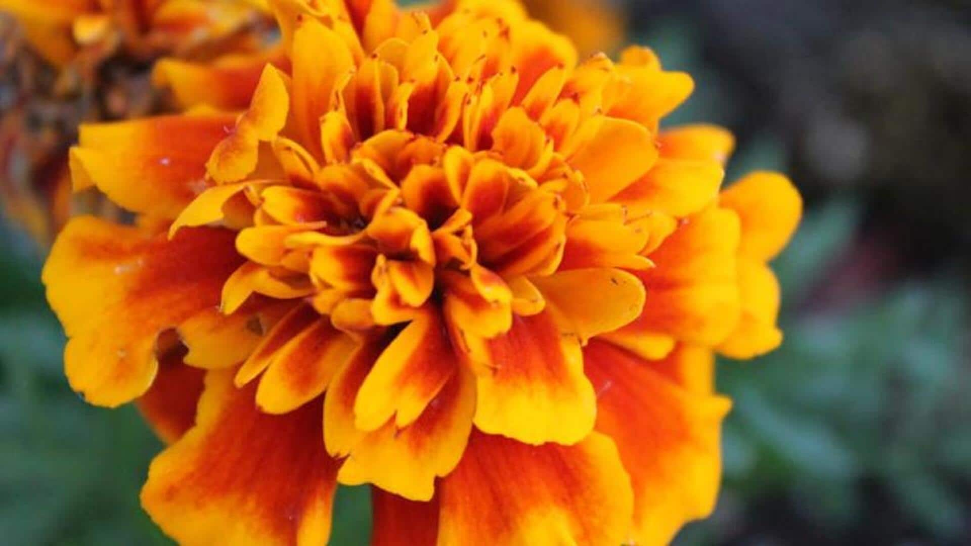 Raising vibrant marigolds in window boxes