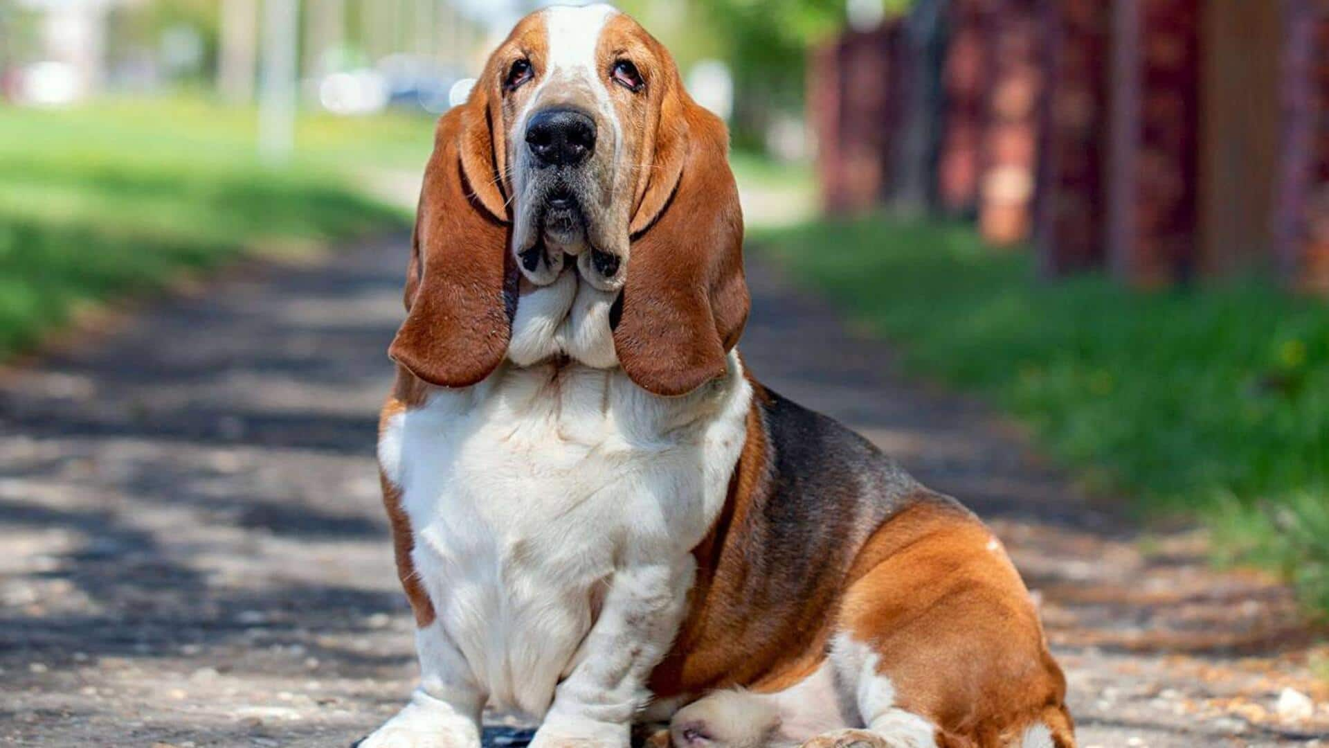 Essential Basset Hound ear care tips