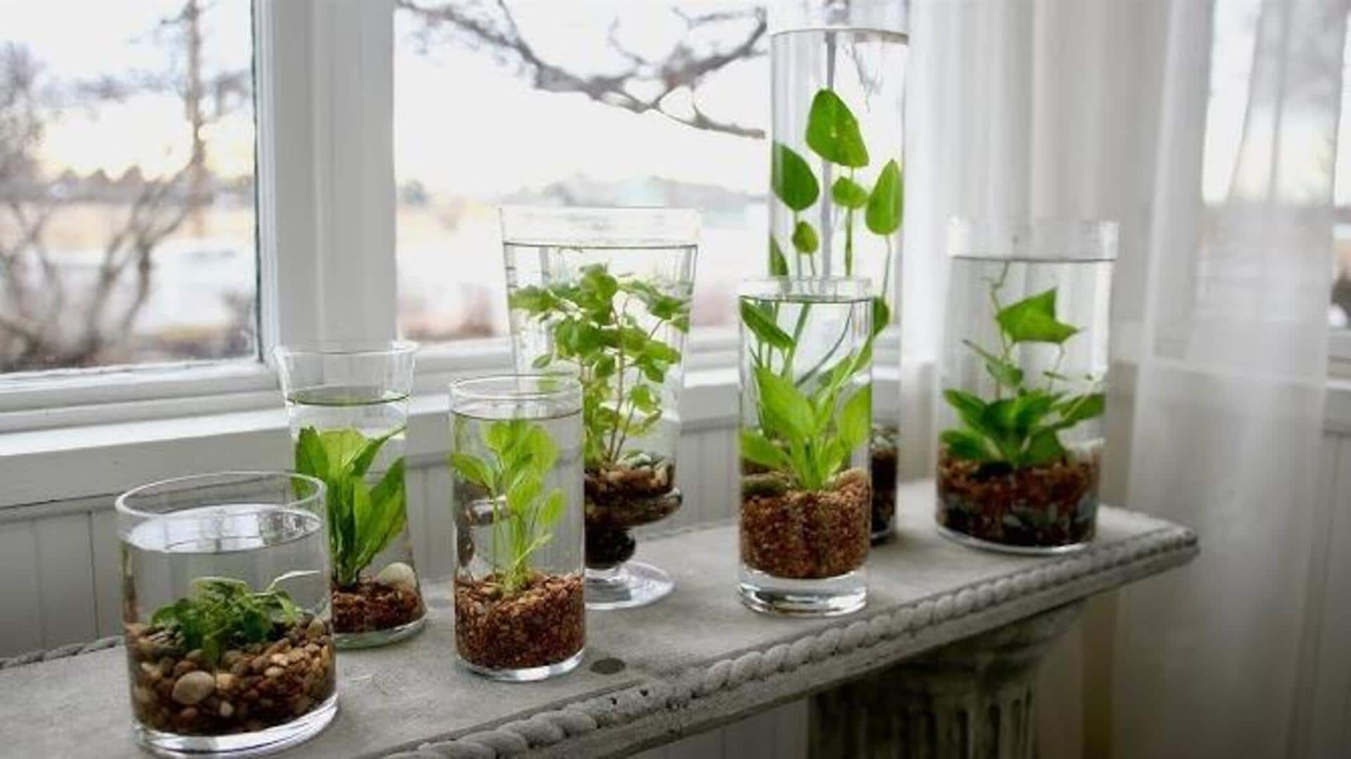 Growing freshwater aquarium plants in jars