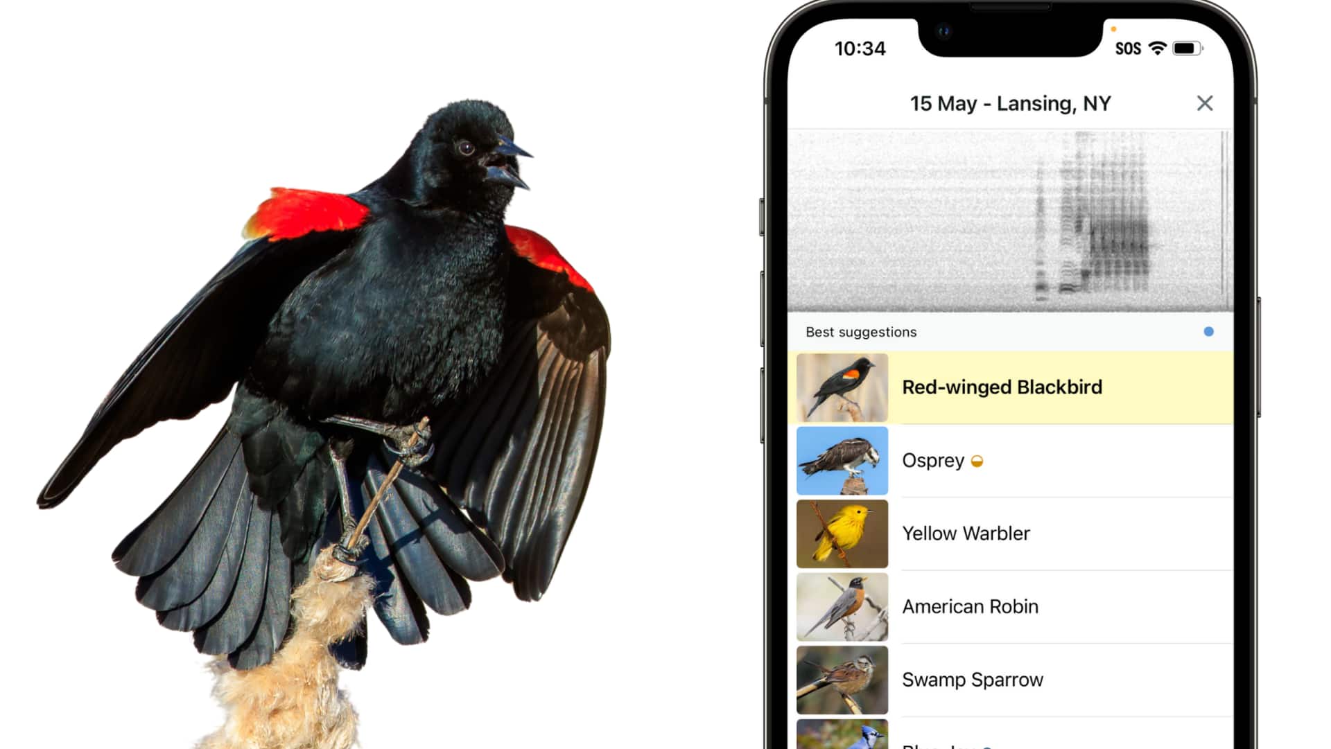 If you're a birdwatcher, know about this AI app