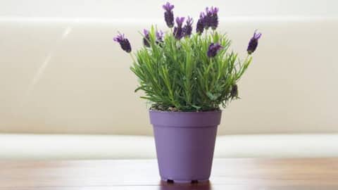 How to care for your lavender plant
