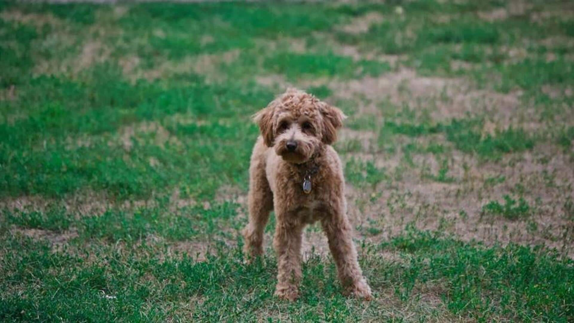 Poodle paw pad care essentials