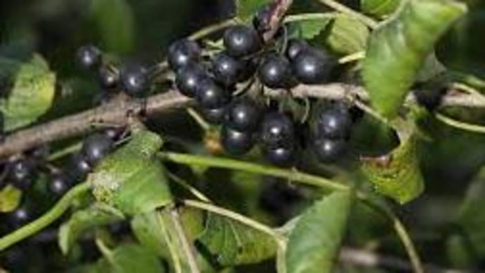 The blissful bounty of buckthorn berry: An omega-7 marvel