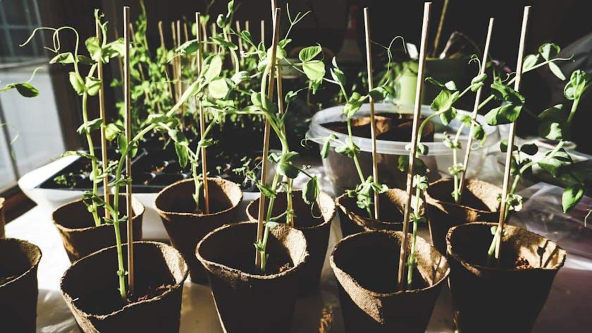 Urban gardening can enhance your mood! Urban gardening can enhance your mood!