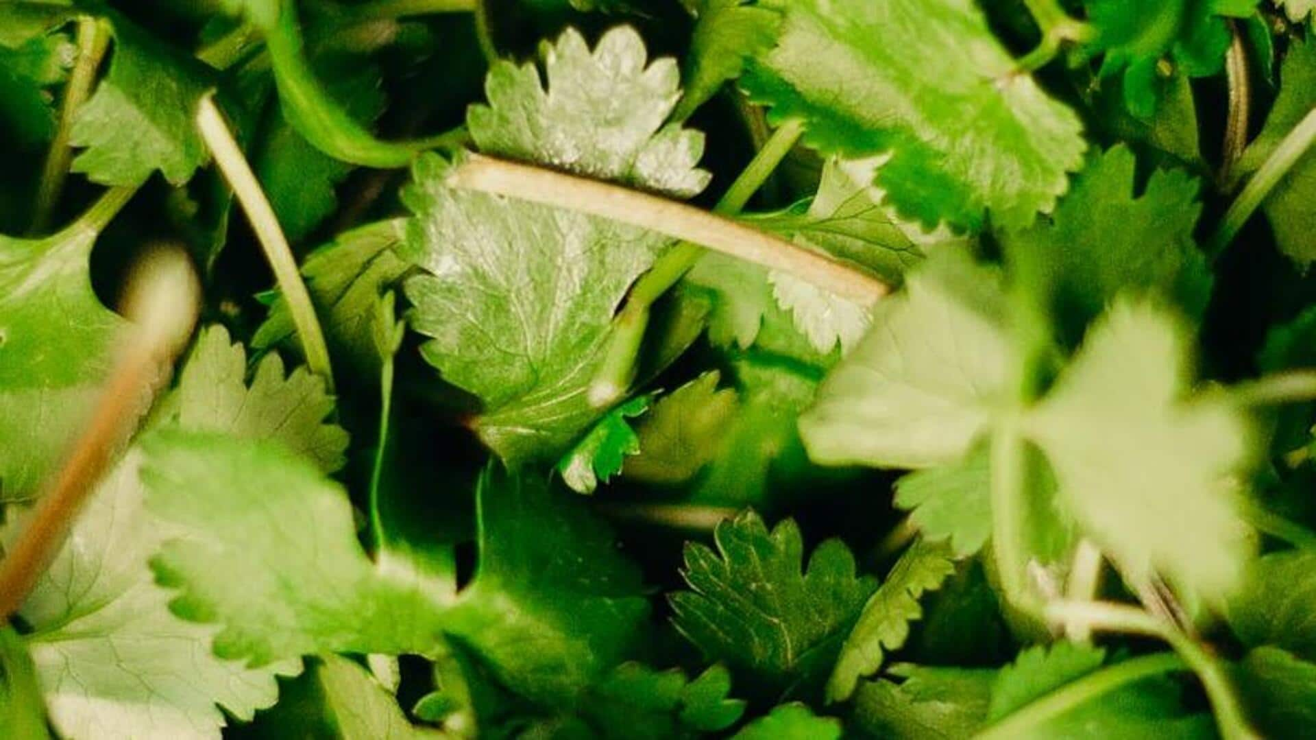 Clever cilantro: 5 perfect cultivation tricks