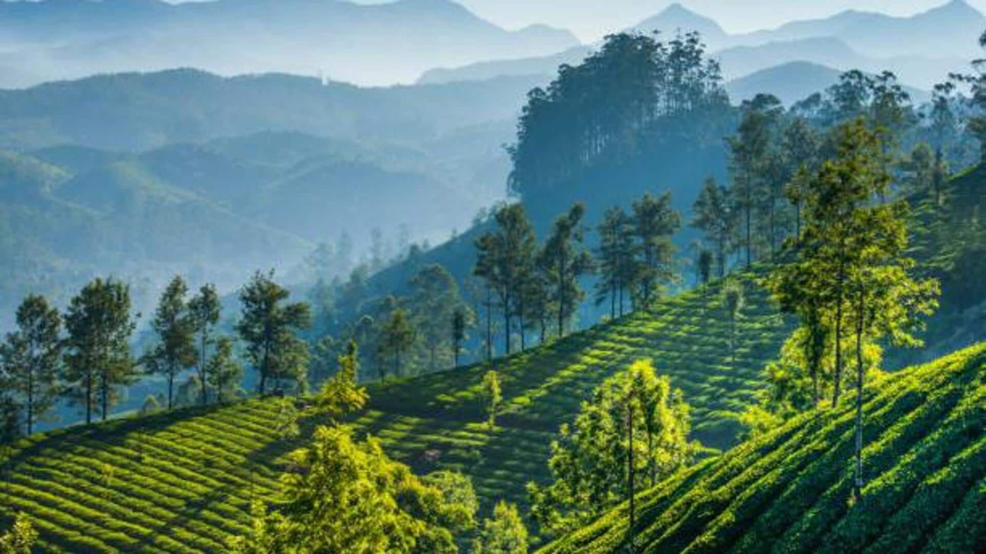 You must visit these tea plantations in Asia You must visit these tea plantations in Asia