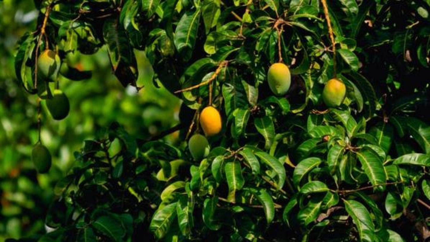 Heatwave shrivels mango crop for Bihar's farmers; heavy loss expected