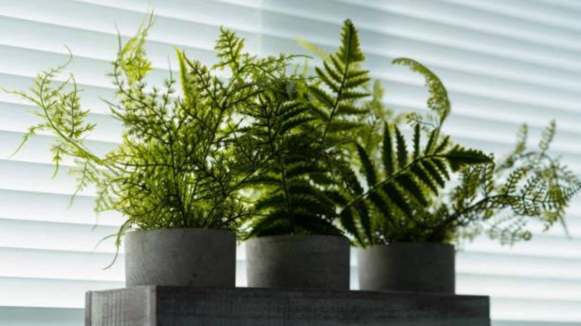How to care for indoor ferns 