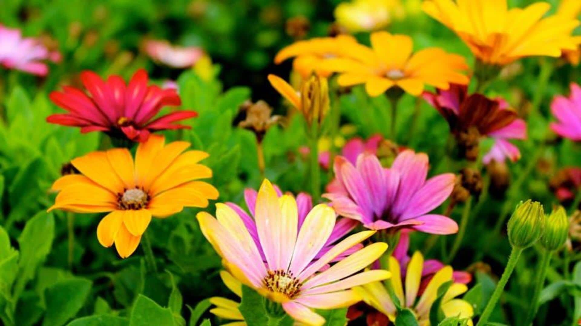 Smart (and budget-friendly!) garden hacks you didn't know Smart (and budget-friendly!) garden hacks you didn't know
