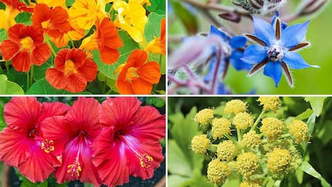 Did you know these edible flowers are used as spices