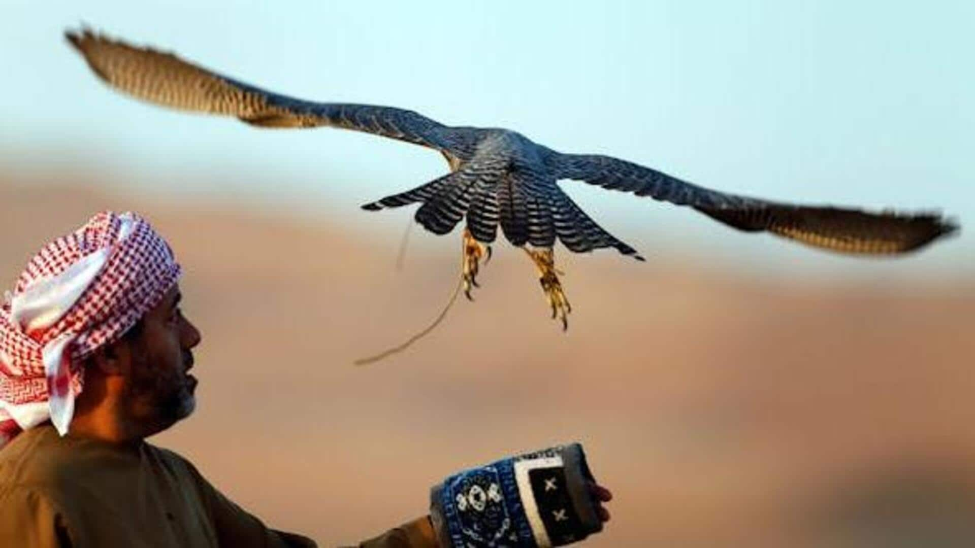 Unveiling the Empty Quarter's Falconry and Conservation, UAE