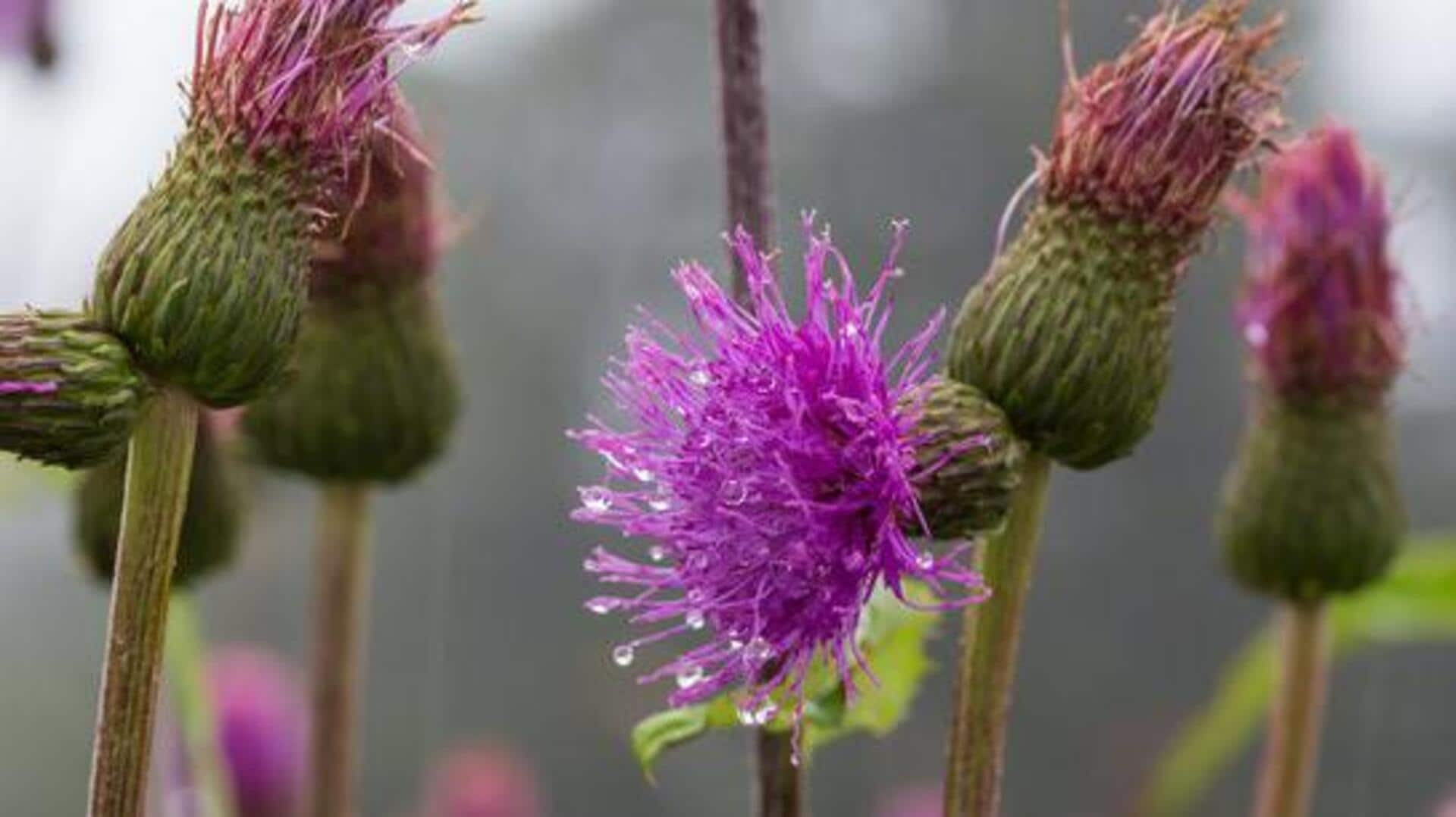 Elevating glow with cardoon antioxidant essence