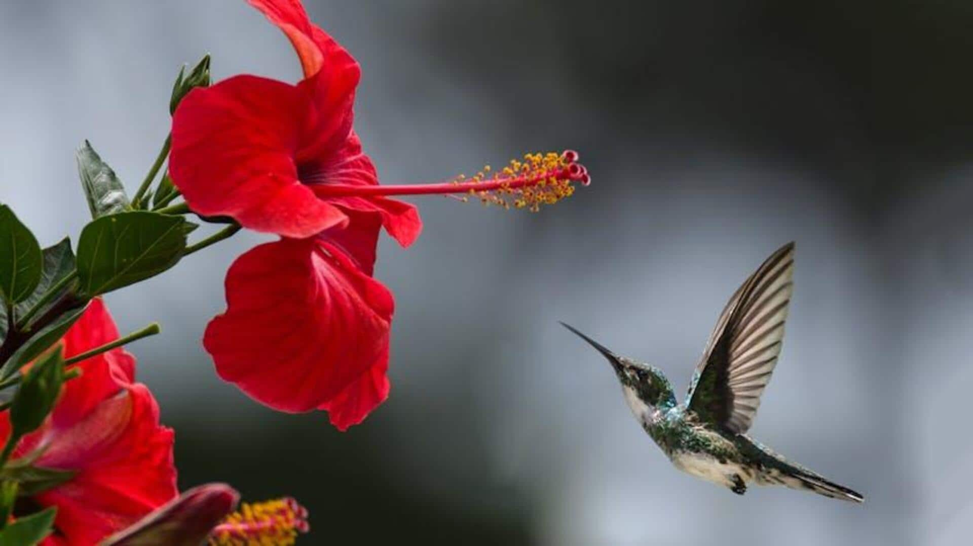 Essential African hibiscus varieties in vegan beverages