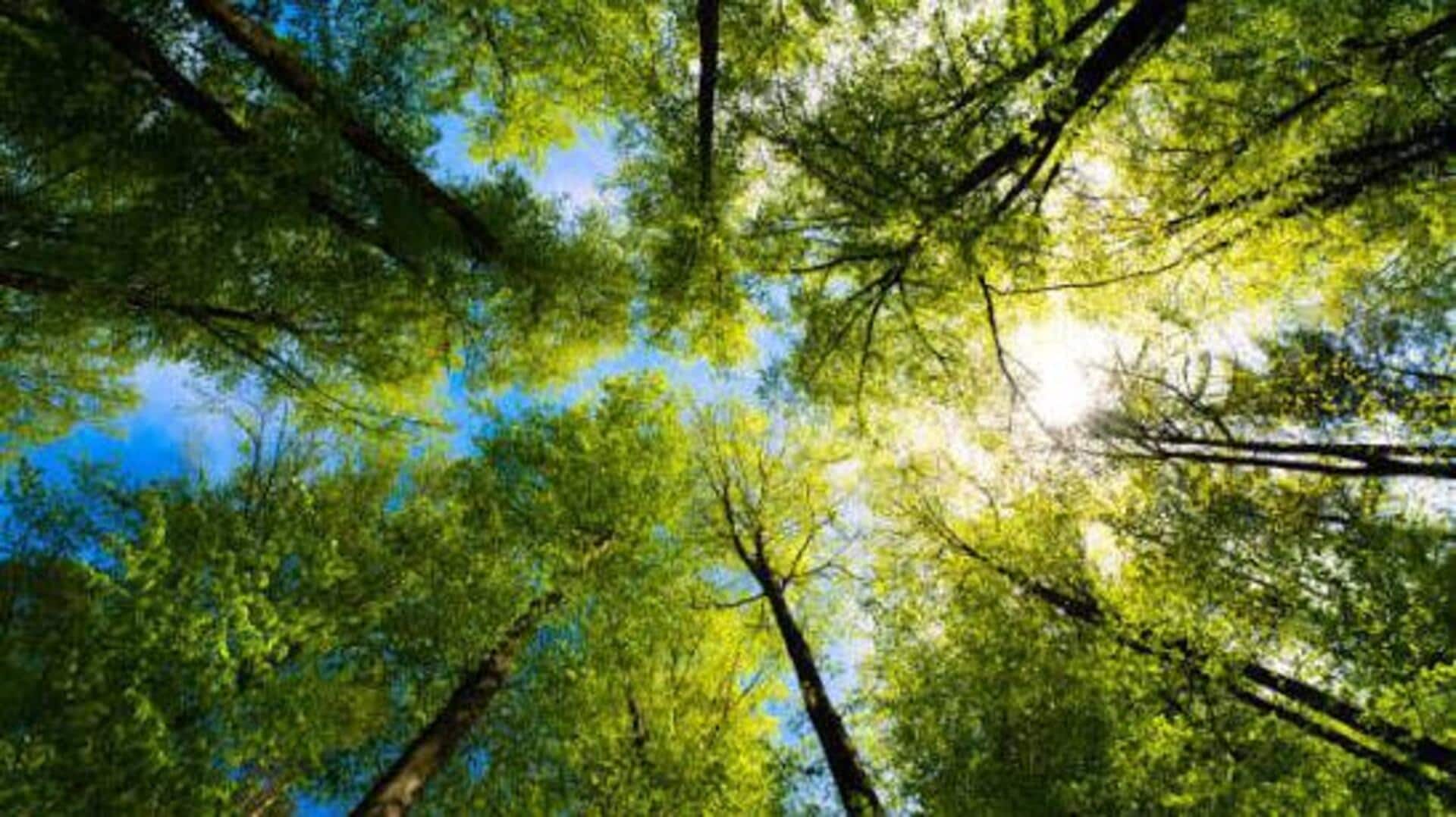 How nature photography boosts mindfulness