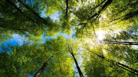 How nature photography boosts mindfulness