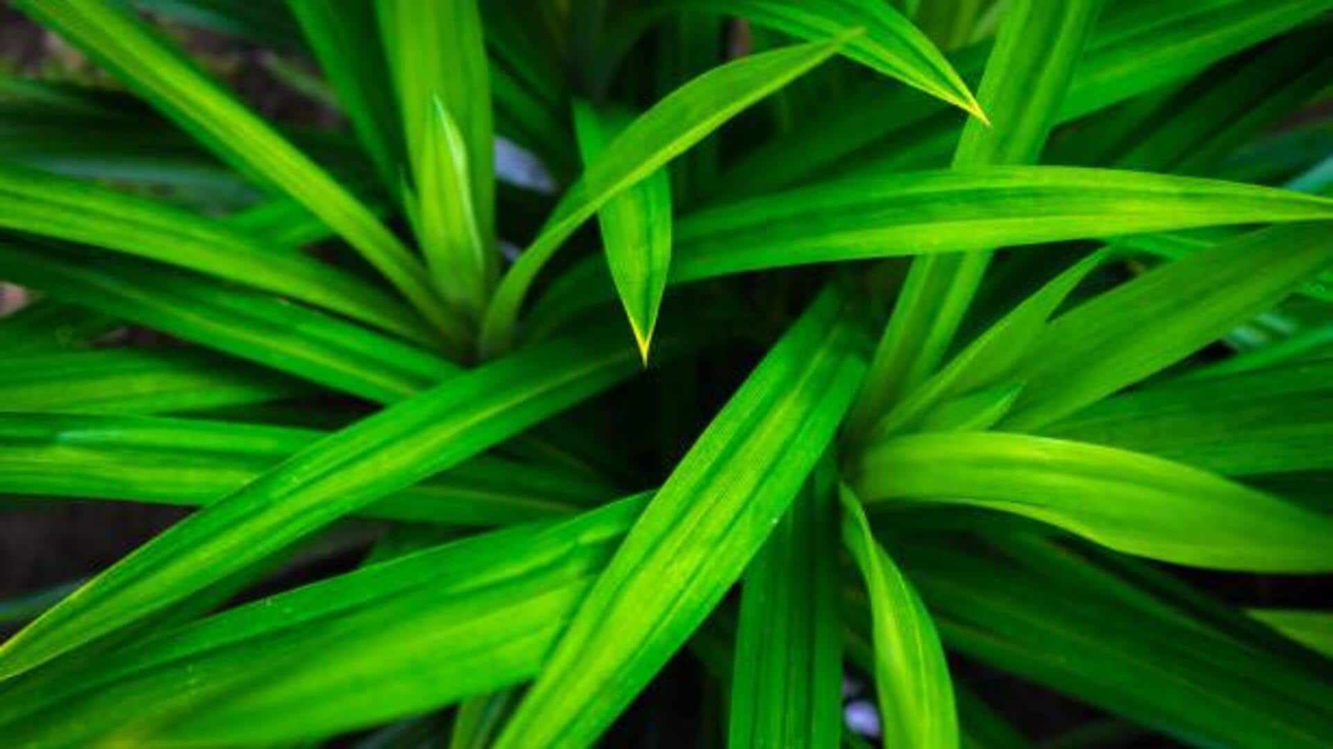 5 health benefits of pandan plant