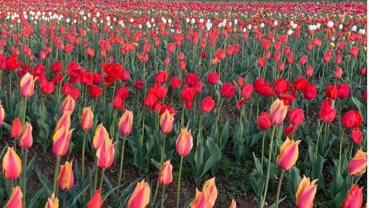 Garden houses 62 varieties of tulips this year Garden houses 62 varieties of tulips this year