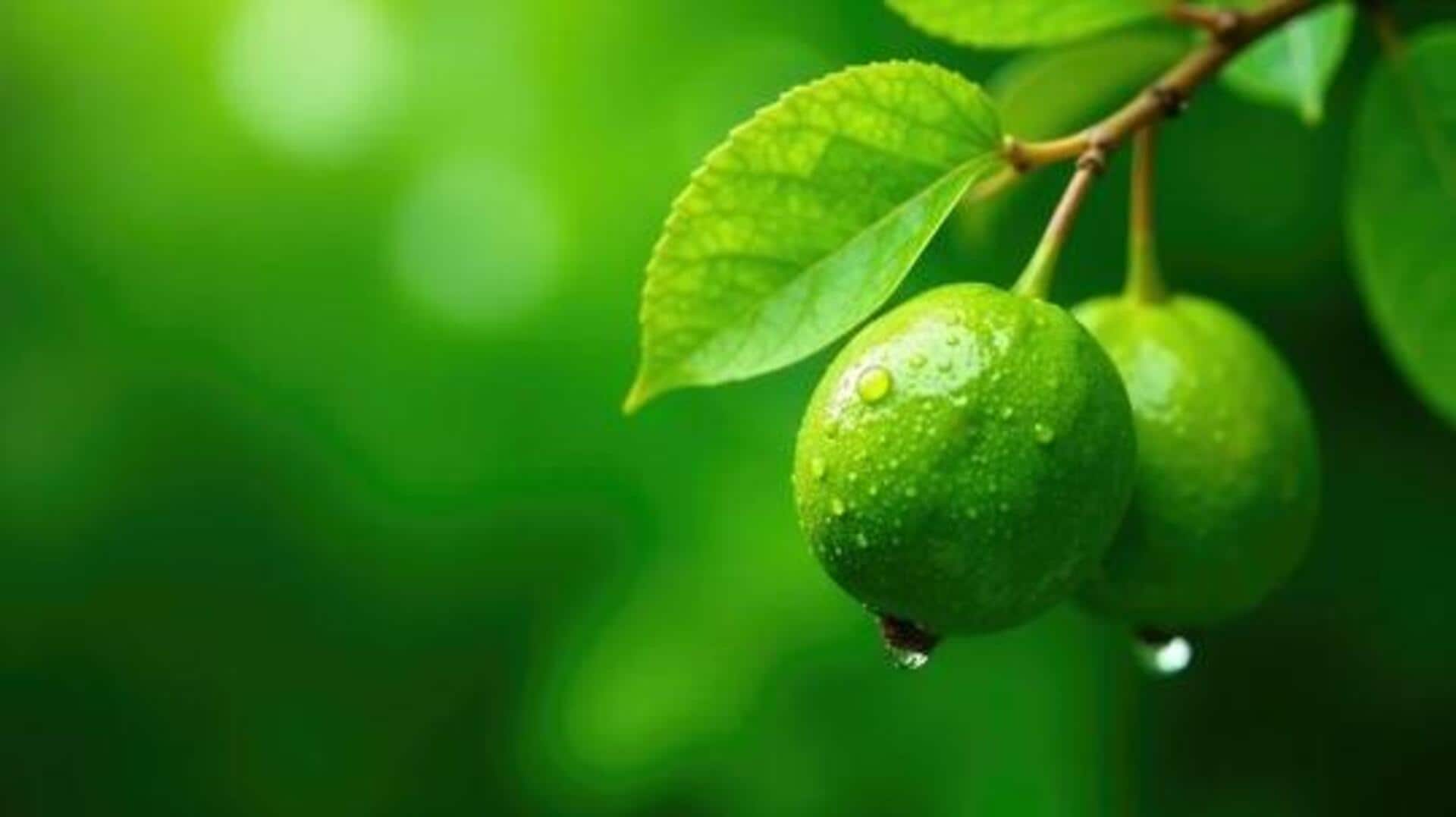 Guava leaves: A natural remedy for haircare 