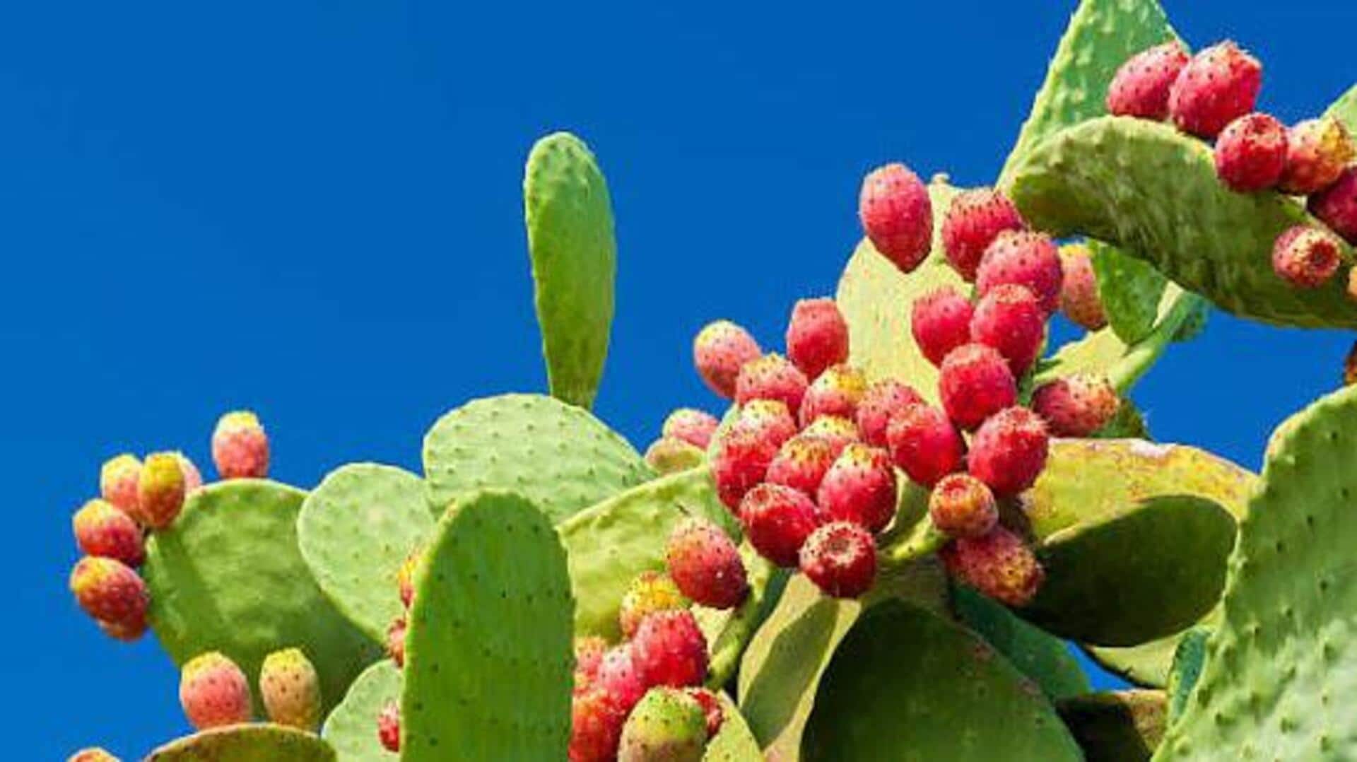Why prickly pear is considered a superfruit 