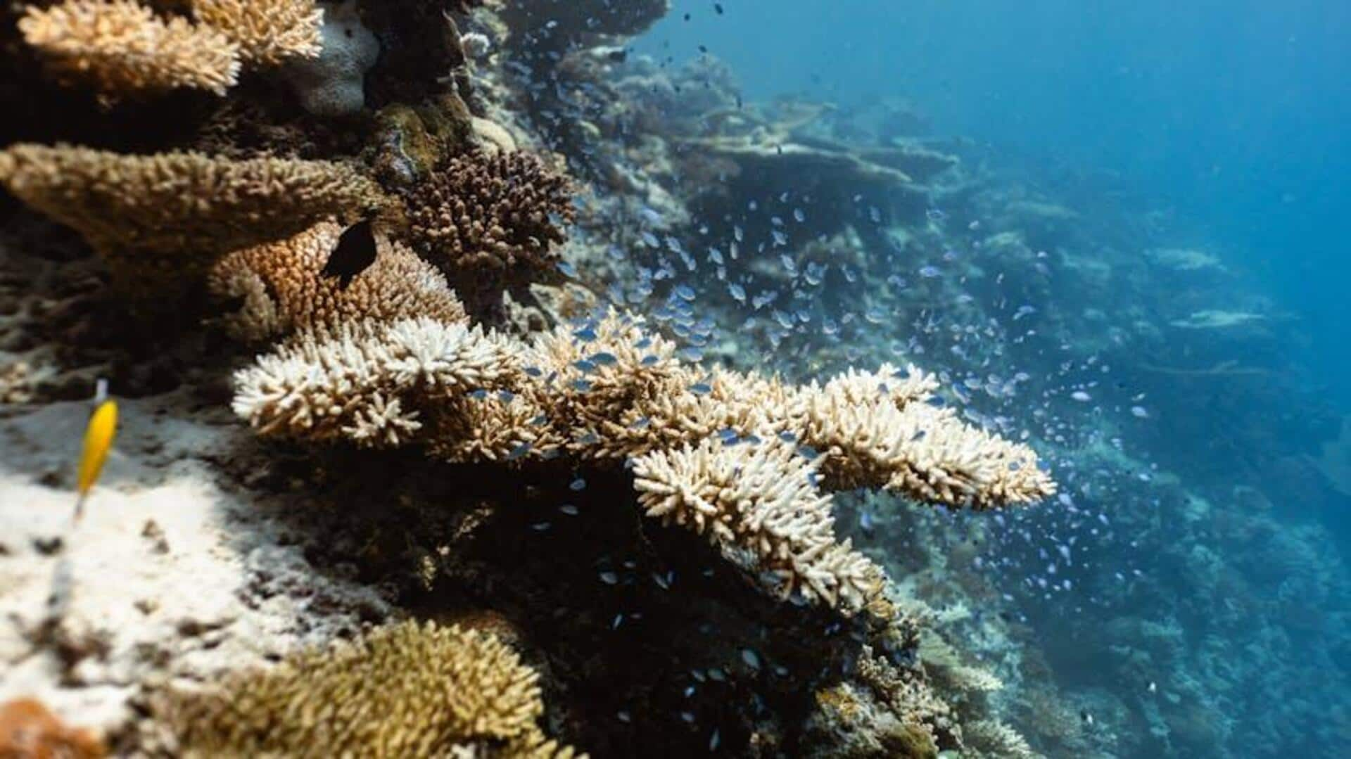 Unveiling Belize Barrier Reef's underwater marvels