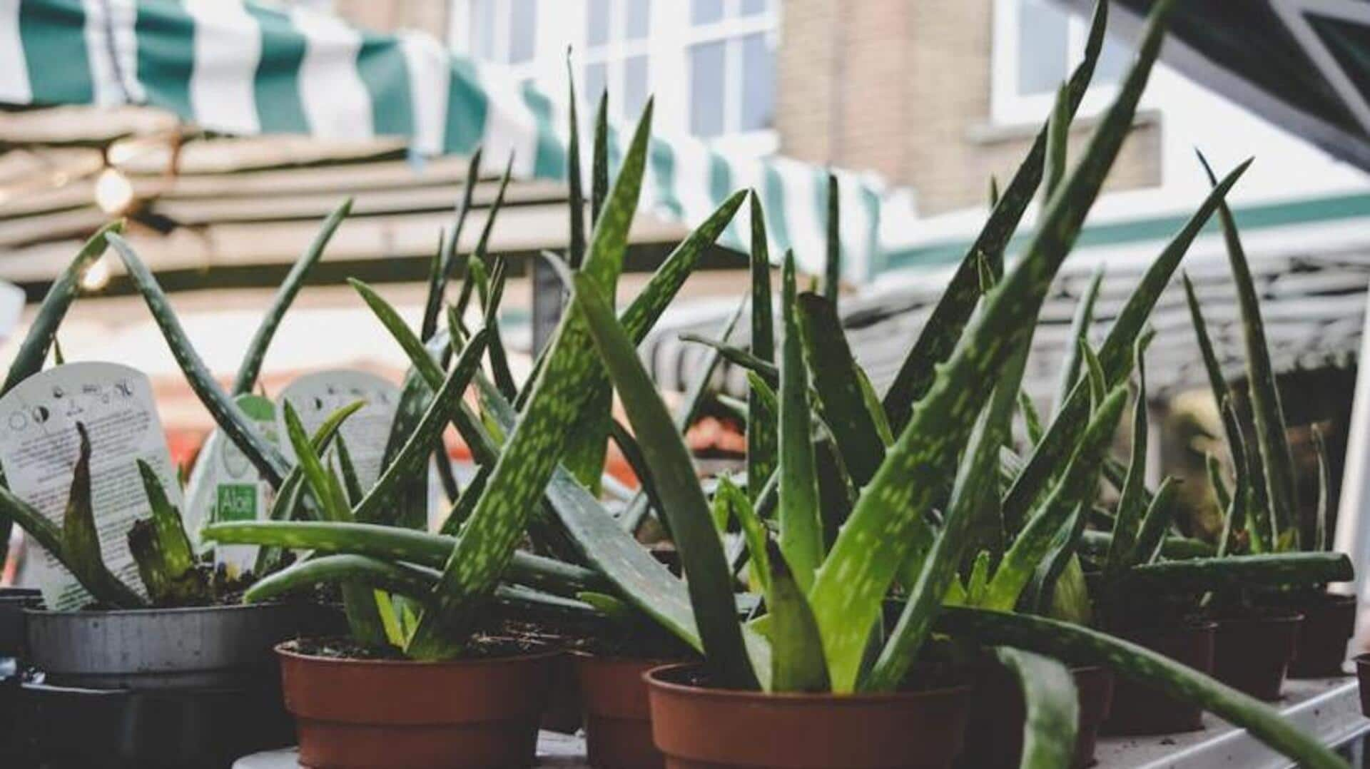 Succulent aloe vera: 5 soothing care strategies