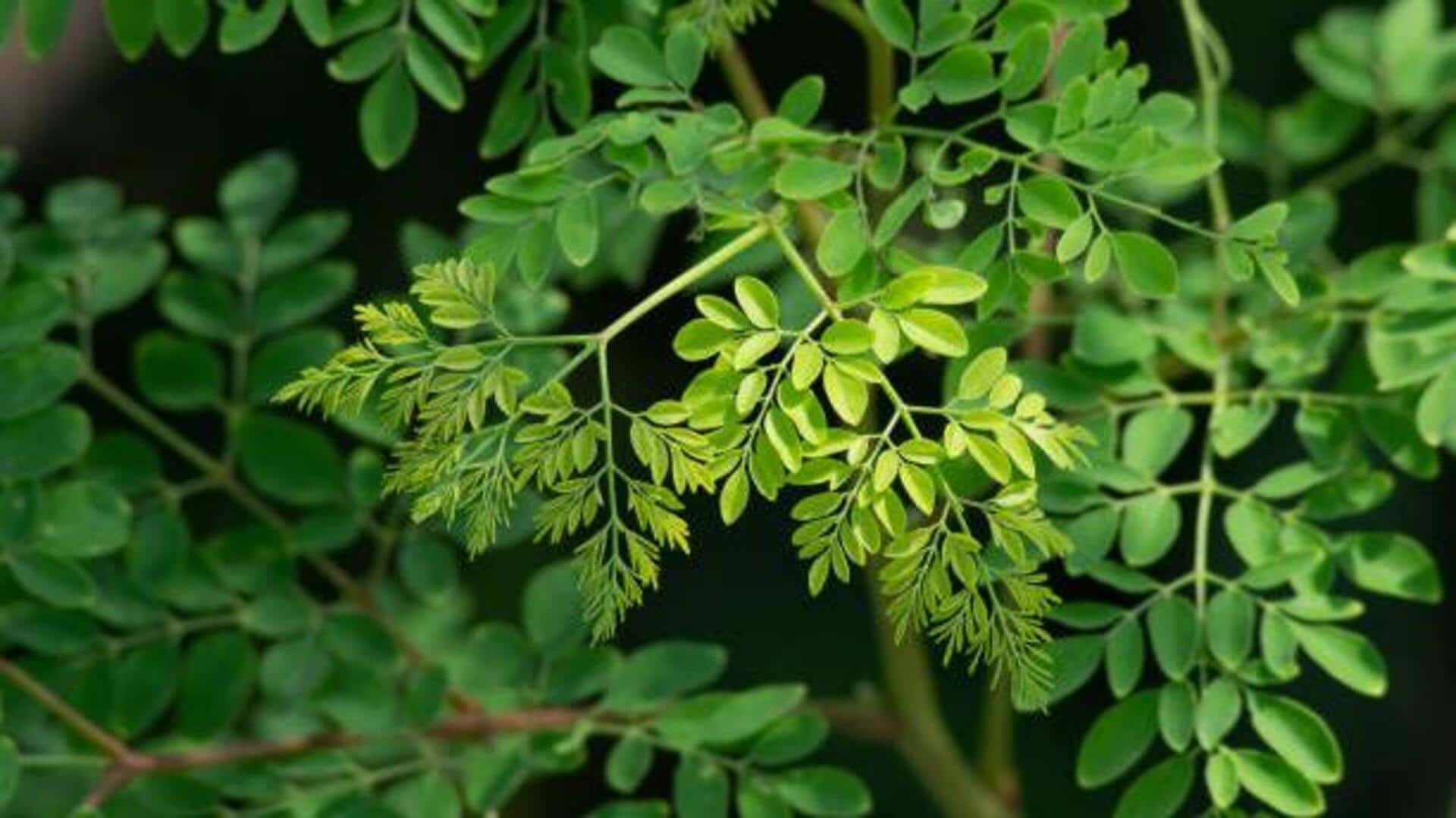5 tree leaves with amazing health benefits