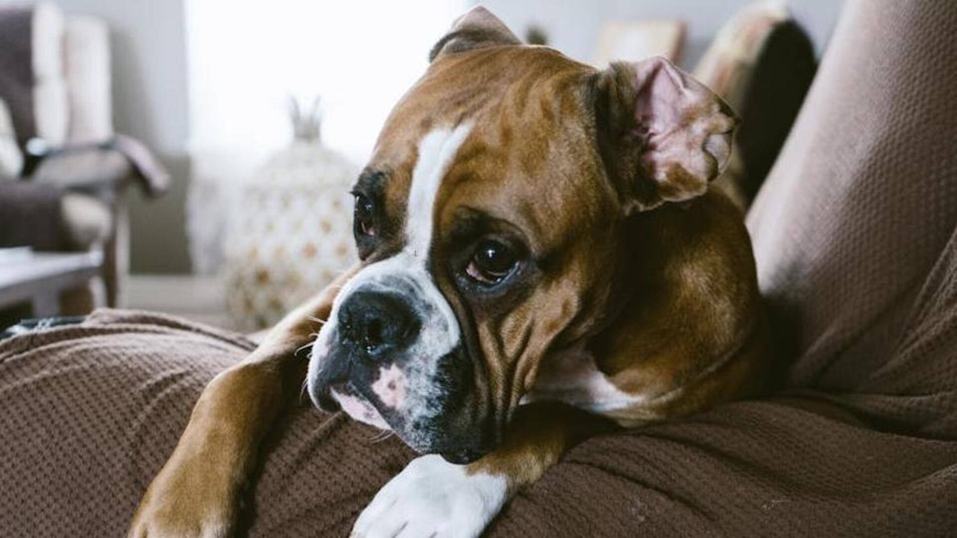 Manage allergies in your Boxer dog