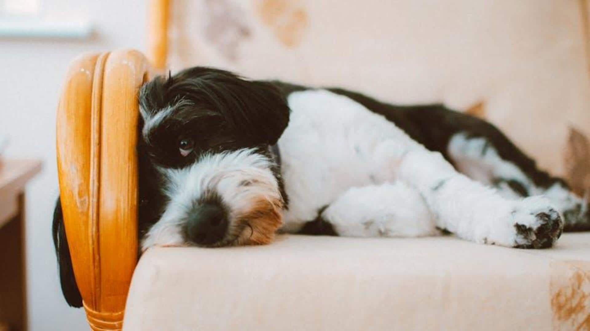 Protect your furniture with this dog-safe homemade polish Protect your furniture with this dog-safe homemade polish
