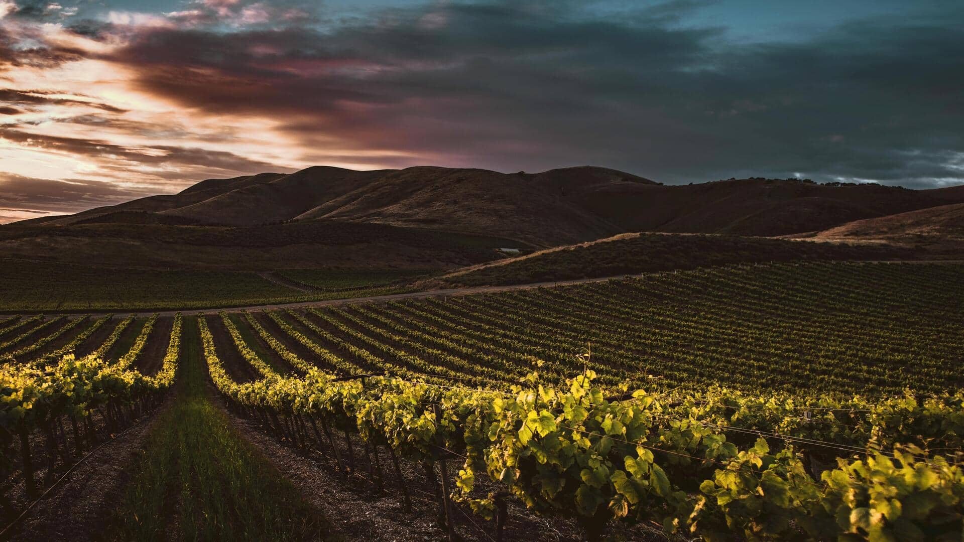 Grow safflower like a pro with these easy tips