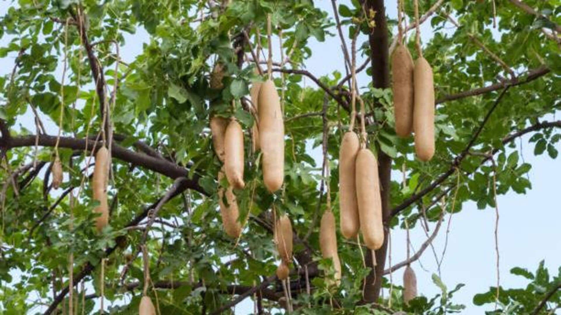 Kigelia: The superfood you may not know about Kigelia: The superfood you may not know about